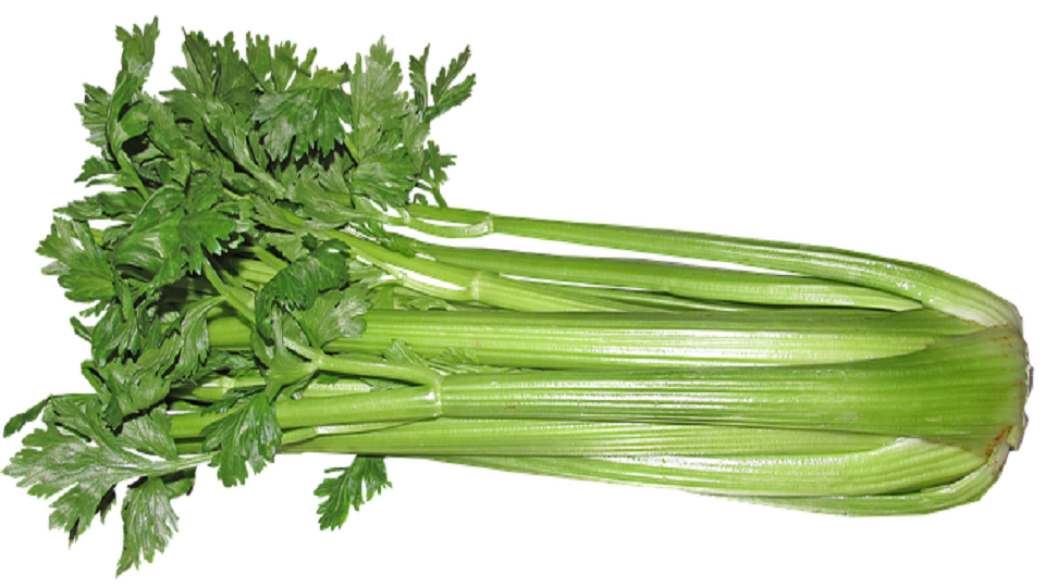 Nutrition In Celery Agrihortico nutrition-in-celery-agrihortico
