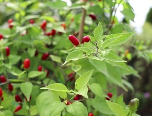 Capsicum exile, the Cobincho Pepper