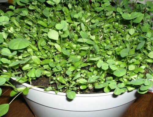 Growing Fenugreek Greens in Kitchen Garden