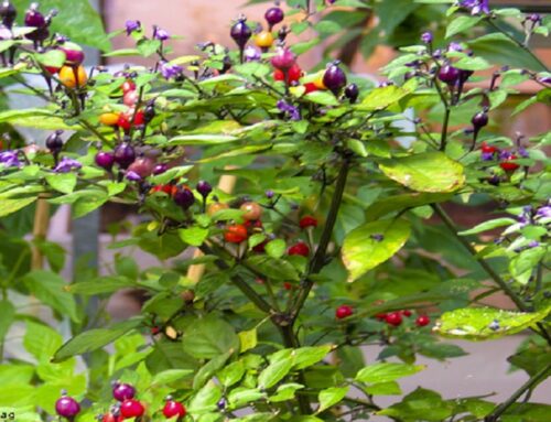 Capsicum eximium, a Wild Chile Pepper Species