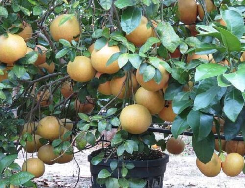 Growing Grapefruits