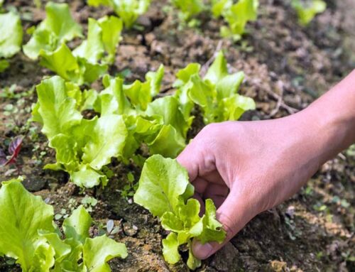 Growing Lettuce