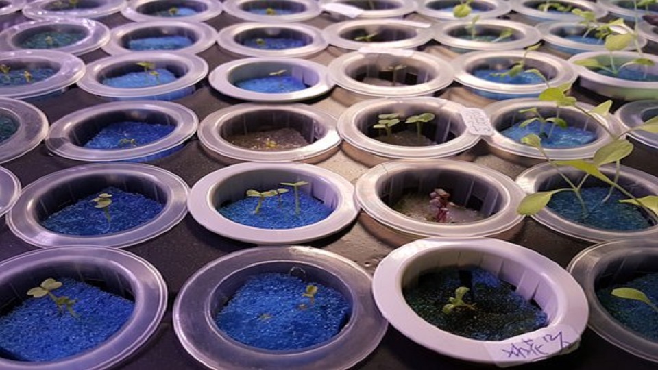 Hydroponics In Gujarati Hydroponics In Gujarati
