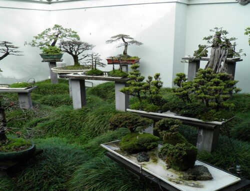 What is a Bonsai Gardening?