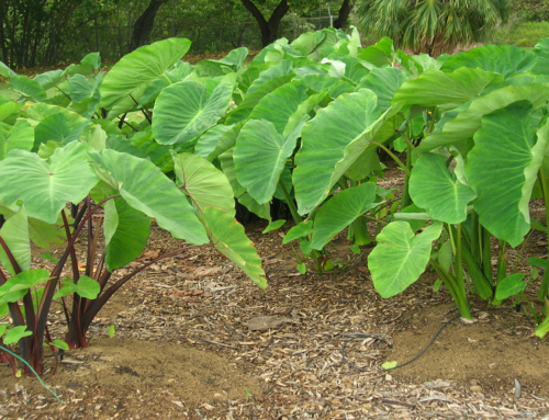 Growing Taro or Colocasia