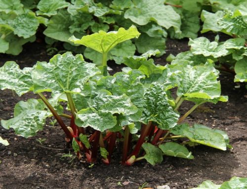 Growing Practices for Rhubarb