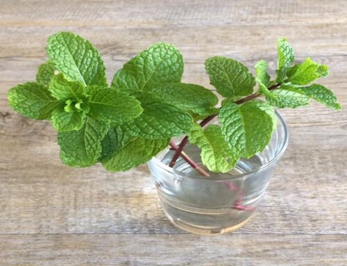 Growing Japanese Mint