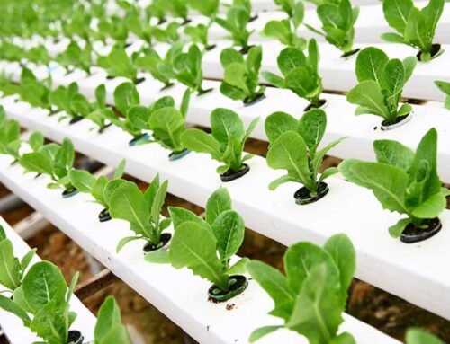 Hydroponic Gardening of Leafy Vegetables