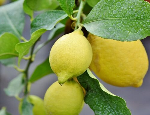 Growing Lemons