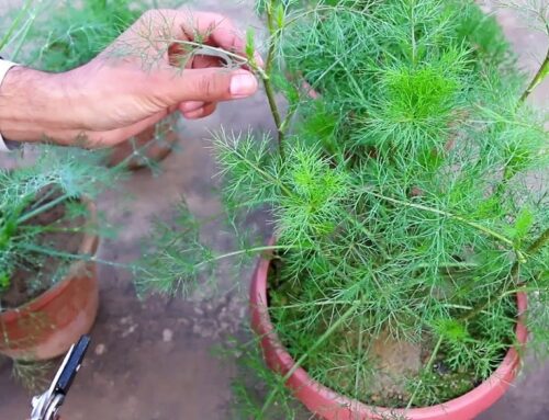 Growing Dill Herb