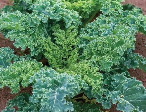 Growing Practices for Kale