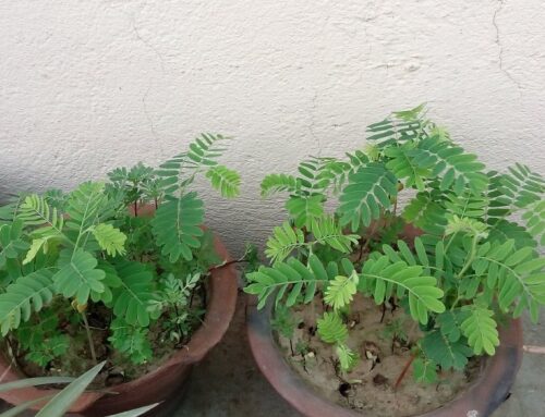 Growing Practices for Tamarind Plant