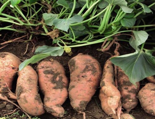 Growing Sweet Potato